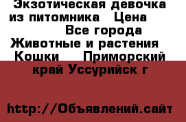 Экзотическая девочка из питомника › Цена ­ 25 000 - Все города Животные и растения » Кошки   . Приморский край,Уссурийск г.